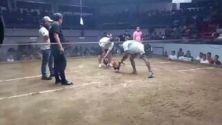 Pa  champion win 3times na hinde nag susugat iba talaga umaangat na manok