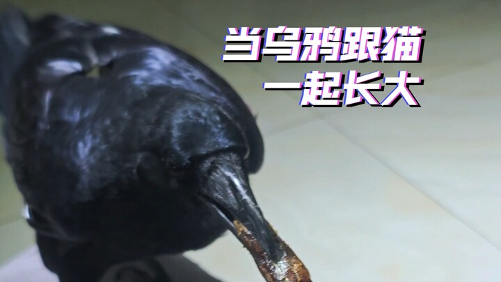 When a crow grows up with a cat
