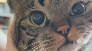 My lungs probably are full of cat hair!
