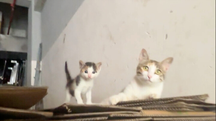 Cat Mom: Come out and say hello, be confident!