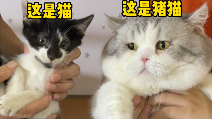 แมวคือแมว หมูแมวคือหมูแมว