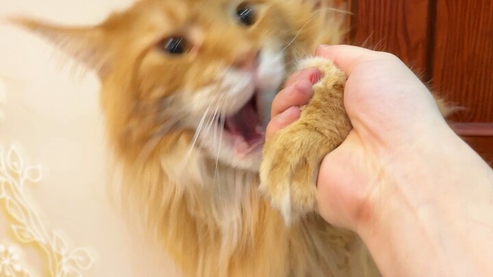 Mengelus cakar yang sangat besar, menggaruk bekas luka yang sangat besar