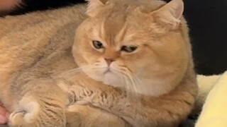Cats still listen to me at critical moments! If you don’t believe me, just look!