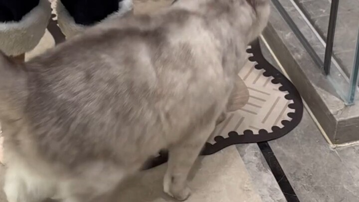 From now on, let Guoguo wash for Shiba! She’s so calm and so cooperative!