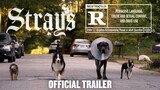 Strays. Watch Full Movie: Link In Description