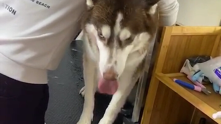 Husky: Are you singing in the bath?