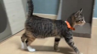 When the cat sees the new mirror enters the loop