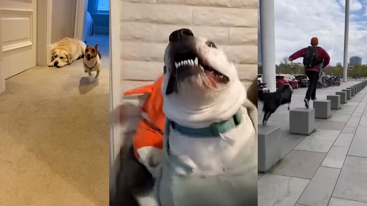 My home's parkour athlete has started work!