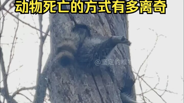 Giám định nguyên nhân cái chết kỳ lạ của động vật 4