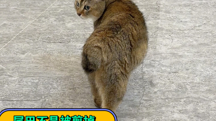 Mei Jie's tail was definitely not cut off!