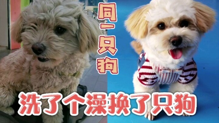 Wandering with me is dirty and exhausting—this time, let me give the dog a proper makeover.