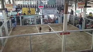 2 cock derby (CHAMPION) DAO, Capiz- 1st fight