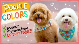 POODLE COLORS EXPLAINED| Do Poodles Fade?- The Truth| The Poodle Mom