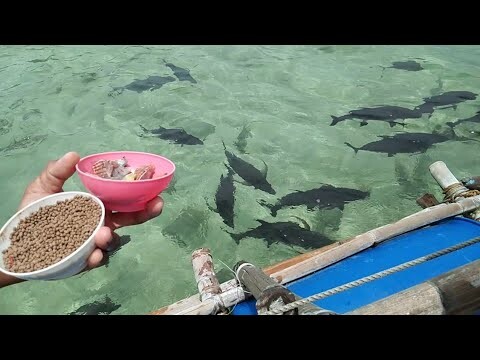 Juag Lagoon Marine Sanctuary. ❤️ Sorsogon. daming isda, sarap sanang mamingwit pero bawal🤣🤣🤣