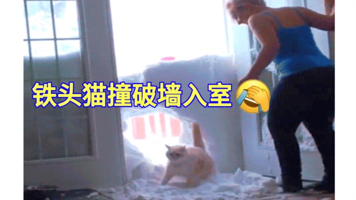 【Kocak Seru】Dua Wajah Bingung (｀・ω・´) GIF Kocak yang Bisa Bikin Kamu Ngakak Sambil Teriak “Wadidaw” 