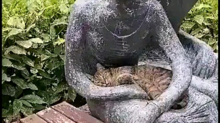 Even little wildcats need a cuddle.