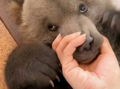 ลูกหมีสีน้ำตาลตัวเล็กน่ารักขนาดไหน?