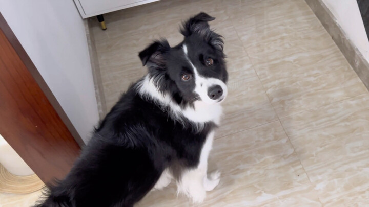 While I was filming the video, I looked at what the other puppy in the house was doing.