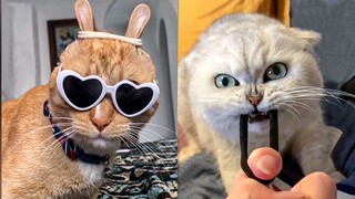 Funny Cat Play With Rubber Bands| Super Cats