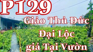 Mai vàng chơi tết p129 | 0353369880 A Đạt | Mai giảo Thủ Đức - Đại Lộc Giá Rẻ Tại Vườn