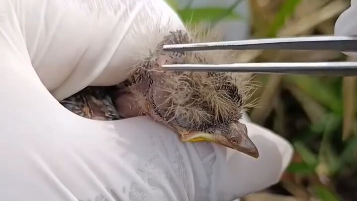 Netizen asing membagikan proses lengkap menggunakan pinset untuk membersihkan seekor anak burung yan