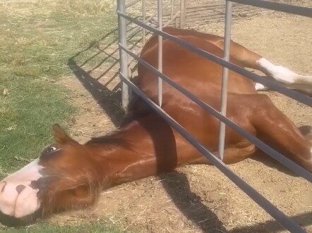 Cuma pengin keluar makan rumput muda