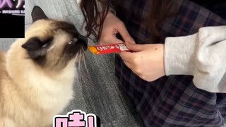 跑来B站总部喂猫的日本萝莉