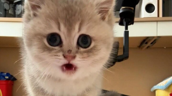 Merebut makanan si kucing, langsung bingung begitu saja