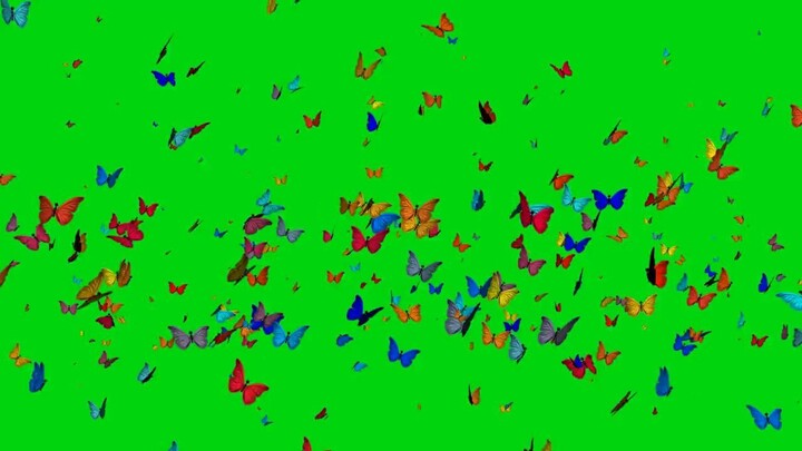 Butterfly Special Effects Green Screen Footage Sharing