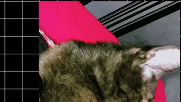 ☺️😽