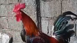 Gull sa pampanga