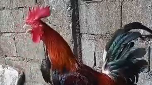 Gull sa pampanga