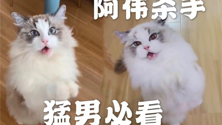 Awei the Killer: A Must-Watch for All the Guys—Little Kitty Edition (#‵′)