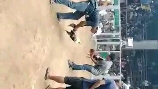 lupit ng talisayin