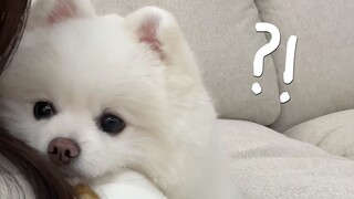 假装不理睬小狗勾，它就使出了撒娇必杀技
