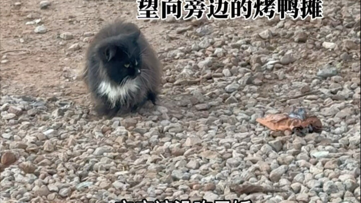 Kucing hitam kecil yang terbuang di pasar, ia sangat ingin memiliki sebuah rumah.