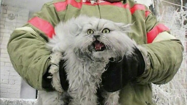 หลังจากแมวรัสเซียเผชิญอัคคีภัย ใครเป็นคนจุดไฟกันแน่? ออกมาเจอกันหน่อย!