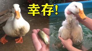 Anh chàng hèn nhát ngã từ ban công cao 12 mét và suýt nữa "kết thúc cả vở kịch". Anh ta mua 200 con 