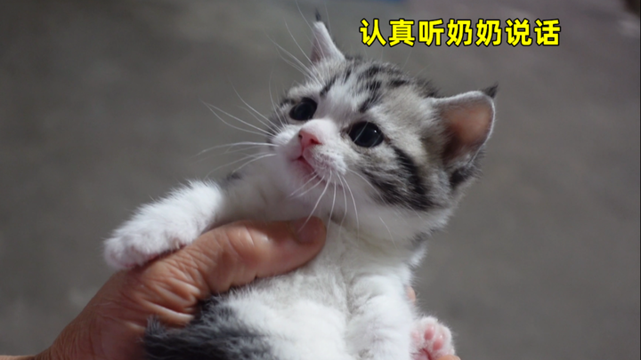 Asalkan kamu berbicara dengannya, telinganya langsung terus bergerak, mendengarkan dengan sangat ser