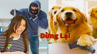 Thú Cưng TV | Trứng Vàng và Trứng Bạc #43 | Chó Golden Gâu Đần thông minh vui nhộn | Pets smart dog