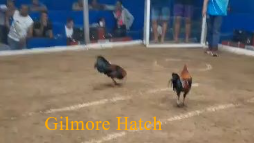 1st Fight using our Gilmore