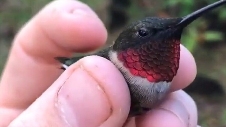 طائر الطنان الذي يستطيع الانتقال الآني