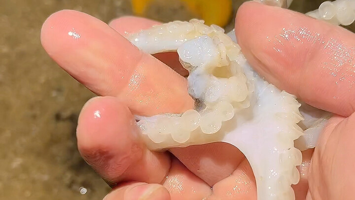 小宇今天遇到一个特别会隐藏自己的小八爪鱼