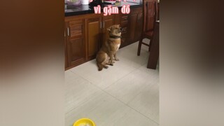 Ngô bị phạt sợ rụt cổ và cụp tai lại nhìn buồn cười 🤣🤣.xl Ngô vì sen đã cười trên sự đau khổ của Ngô.chó dog pet chó_cưng yêuđộngvật yêuchócỏviệtnam