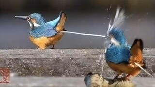 The long-awaited second edition of Kingfisher is finally here. Submissions are welcome. Good works w