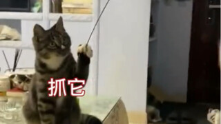 Tongkat mainan kucing dan anjing dua fungsi