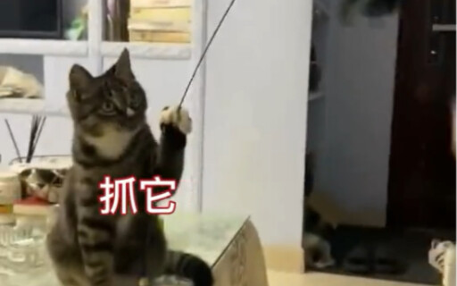 猫狗两用逗猫棒