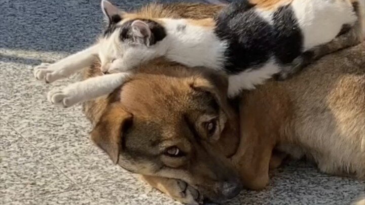 Cat: A golden nest or a silver nest isn't as good as one's own doghouse.