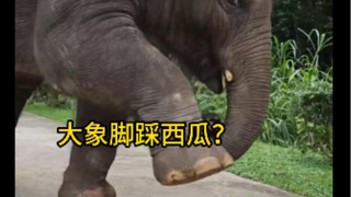 تحب الفيلة سحق الطعام قبل أكله، وعندما تكون سعيدة تحب أيضًا التلويح بخرطومها والدوران في حلقات، كم ه