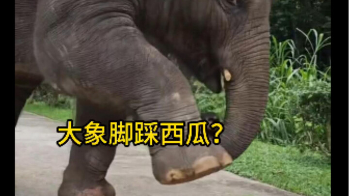 تحب الفيلة سحق الطعام قبل أكله، وعندما تكون سعيدة تحب أيضًا التلويح بخرطومها والدوران في حلقات، كم ه